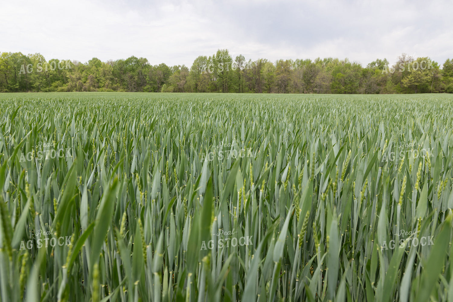 Midseason Wheat Field 79792