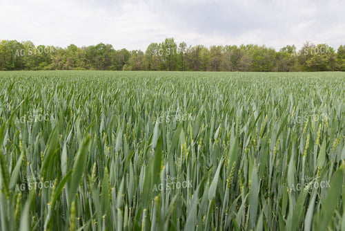 Midseason Wheat Field 79792