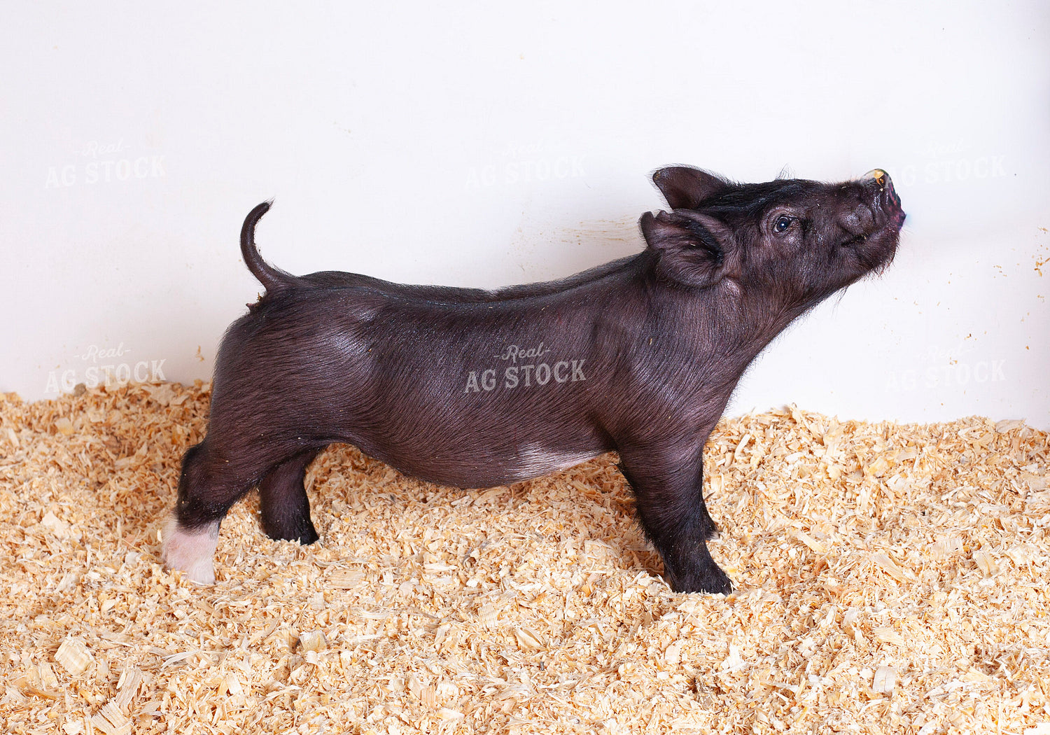 Piglet 132240