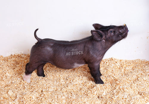 Piglet 132240