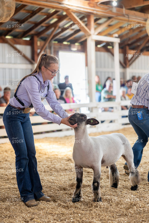 Showing Sheep 194065