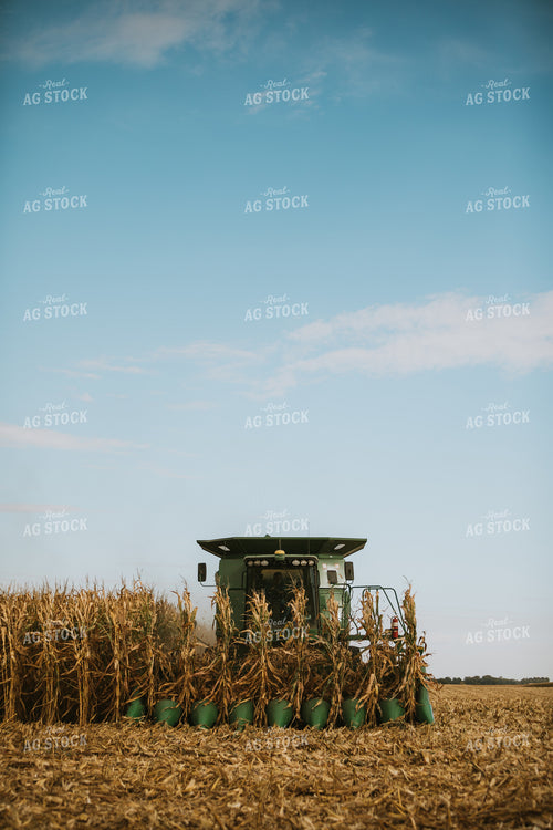 Corn Harvest 6558