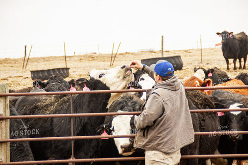 Feeding Cattle 155162