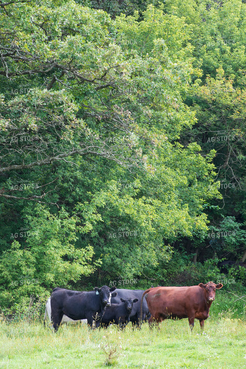 Cattle on Pasture 145078