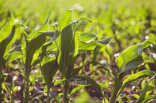 Early Season Corn 209005