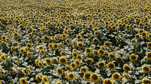 Sunflower Field 239363