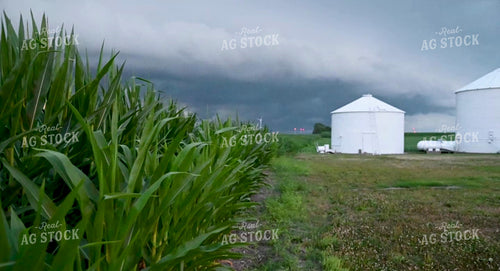 Scenic Weather Over Growing Crops - 295