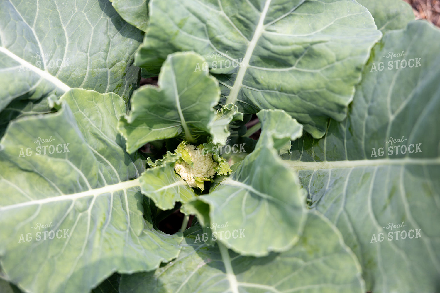 Cauliflower Plant 178134