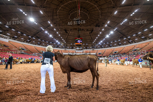 Show Cattle at Expo 270079