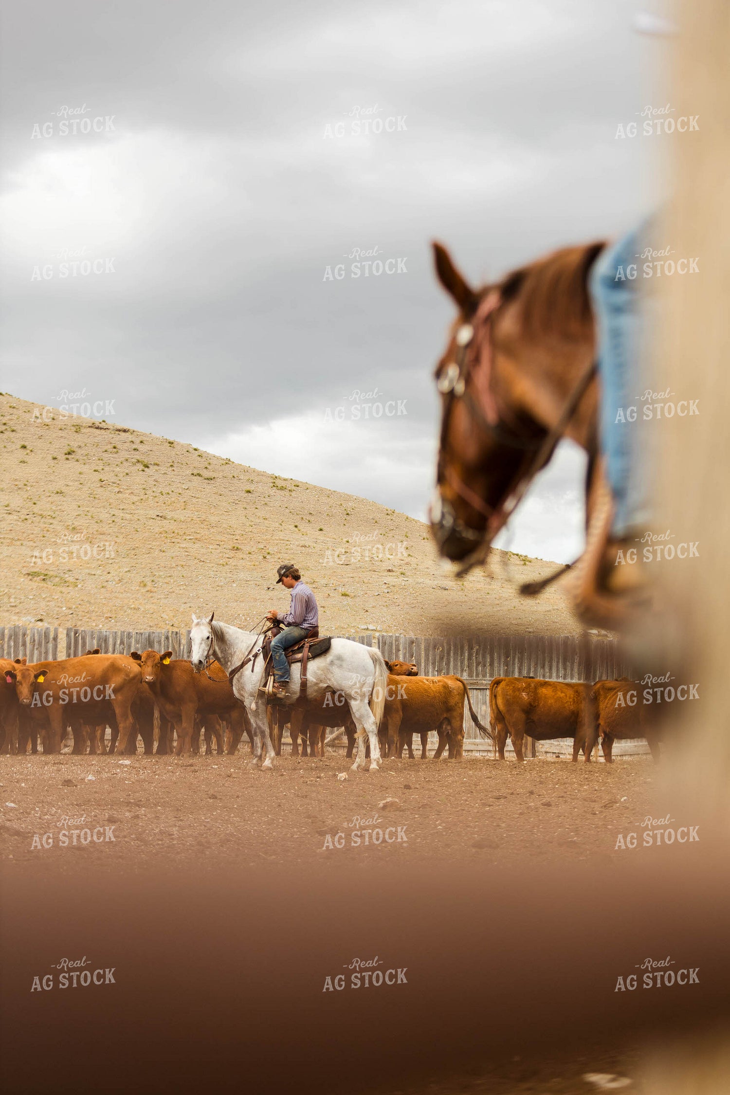 Ranchers Sorting Cattle 97231