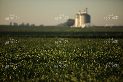 Soybean Field at Sunrise 3278