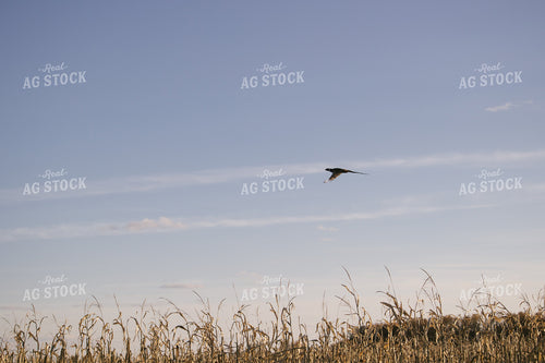 Wildlife Pheasant Flying over Corn Field 70024