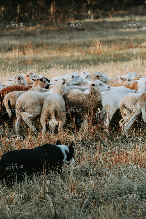 Farm Dog Herding Sheep 220034