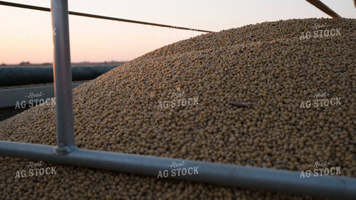 Soybeans in Semi Trailer 26064