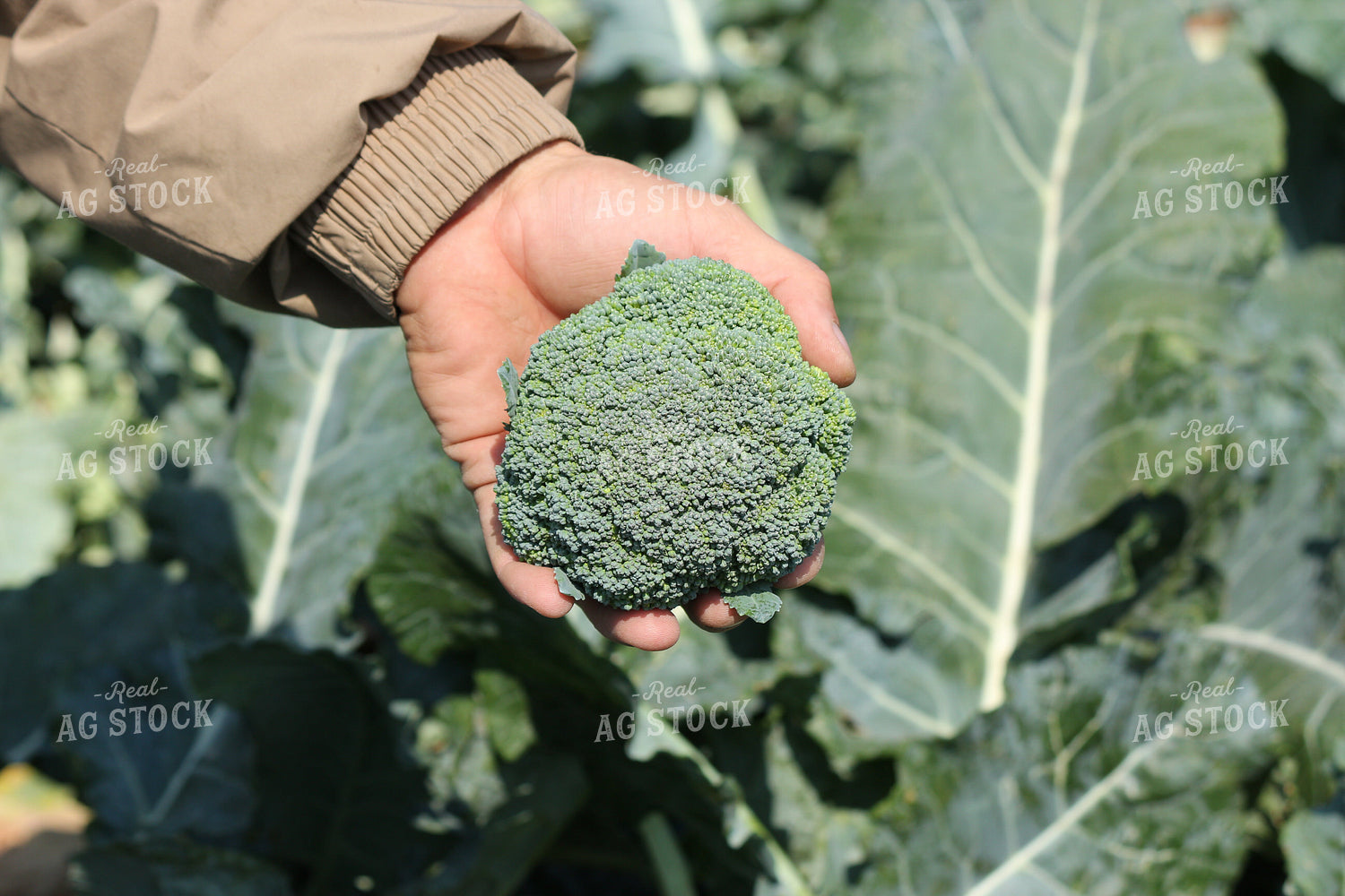 Head of Broccoli 105029