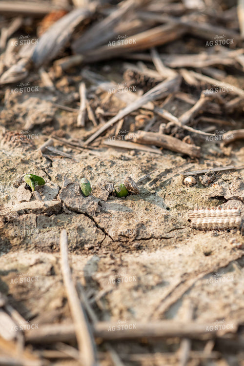 Emerging Soybeans 76693