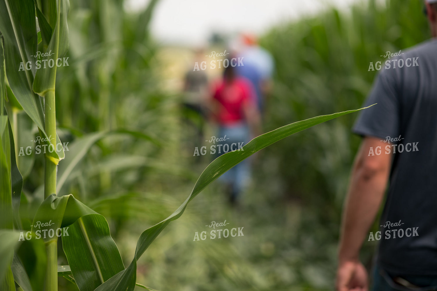 Checking Corn 76748