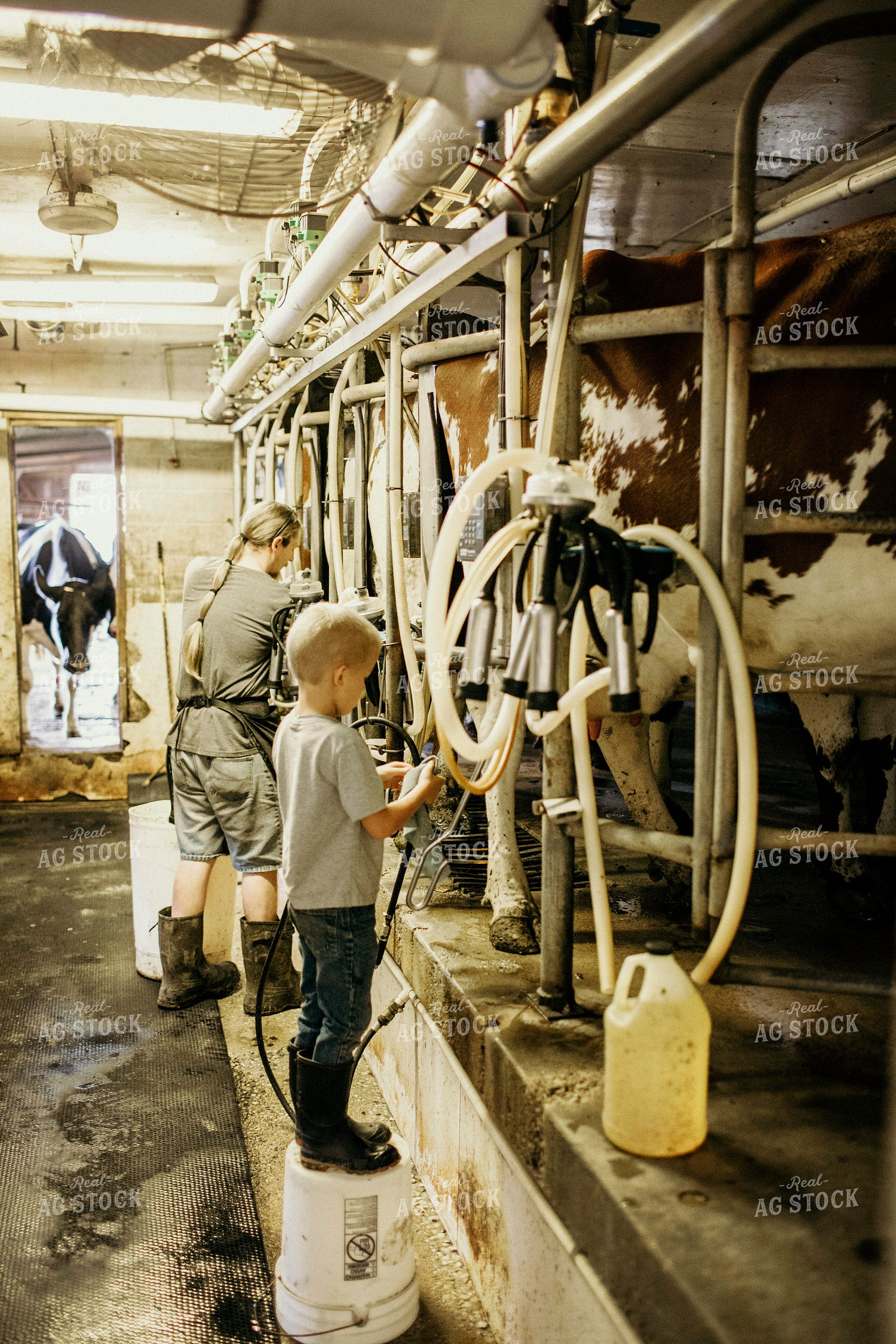 Dairy 2737