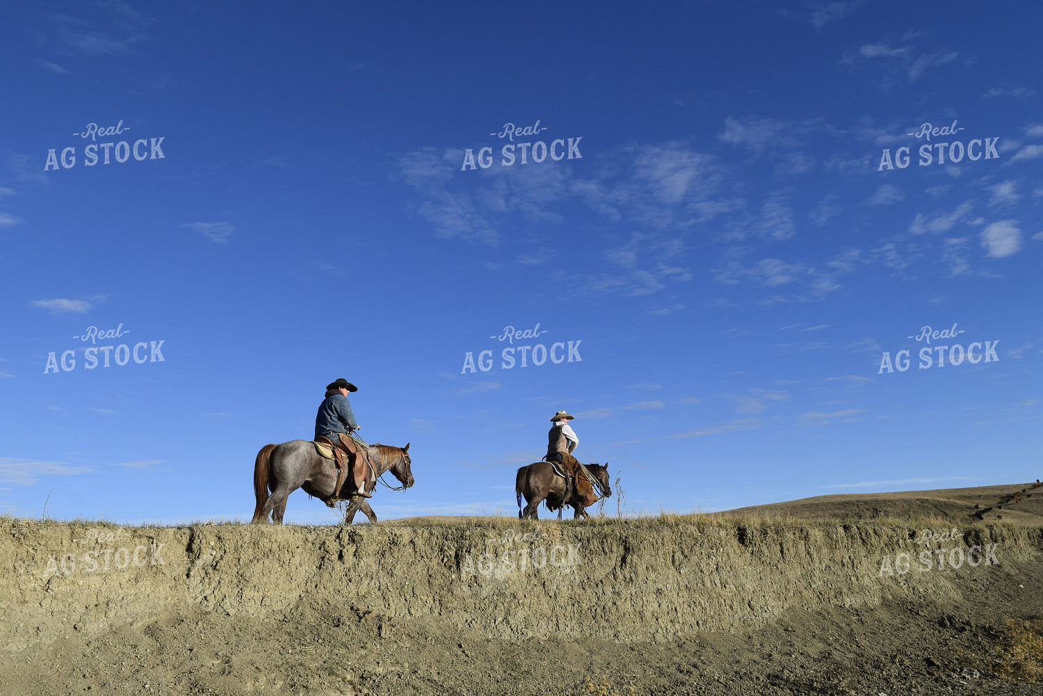 Cowboys Riding Horses 284010