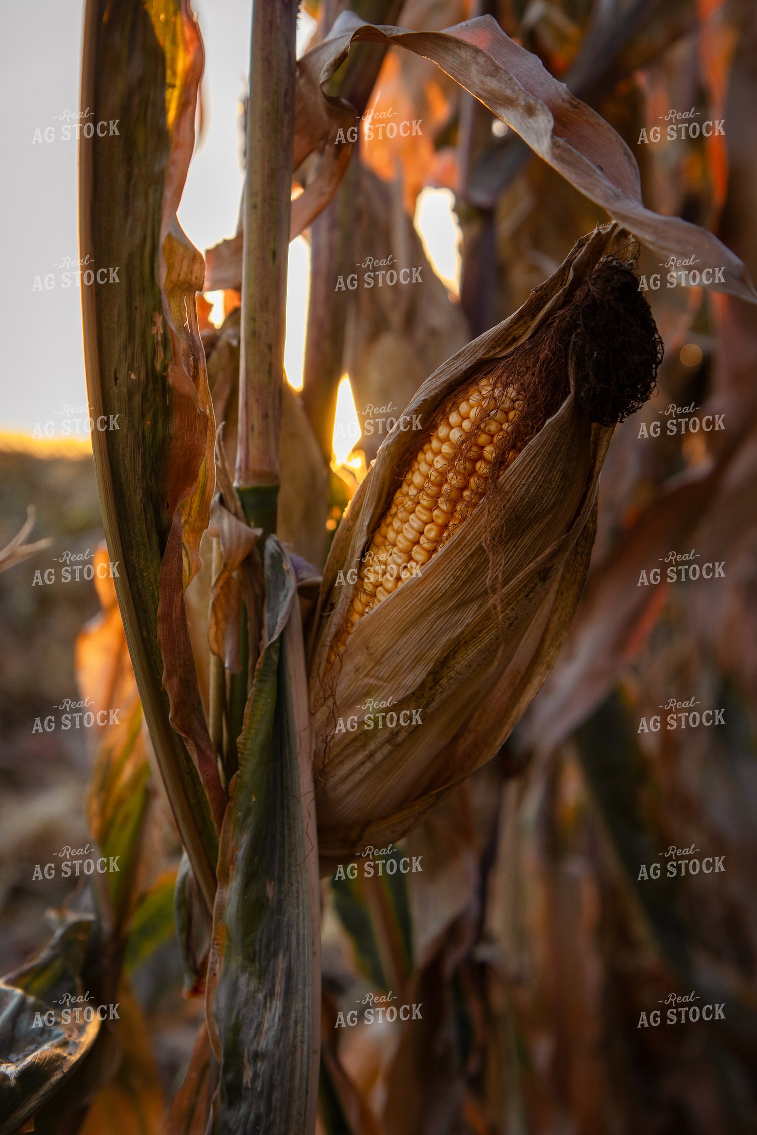 Dried Corn 67851