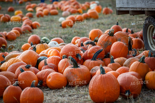 Pumpkins 270638