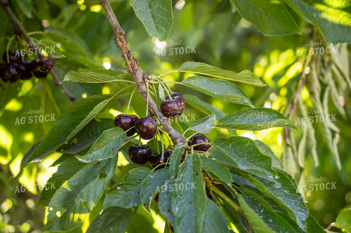 Cherries 65771