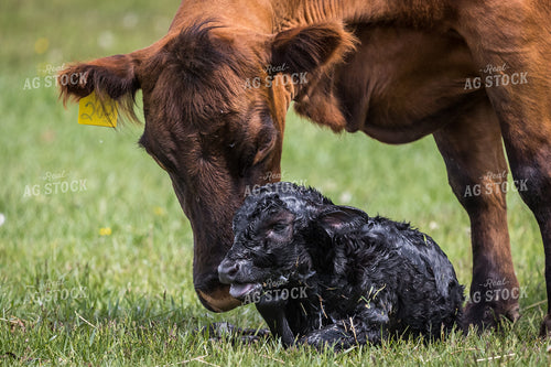 Cow Calf Pair 138152