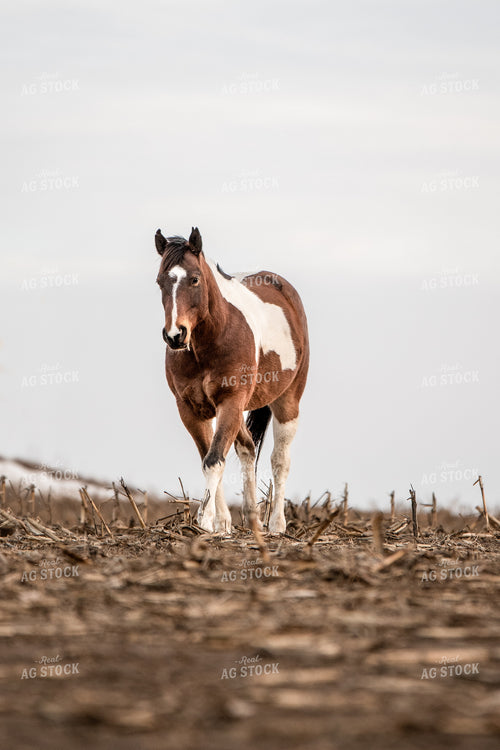 Horse 193043