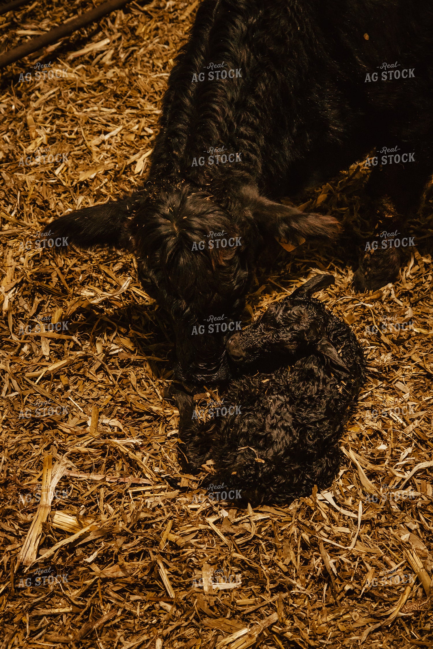 Newborn Calf and Cow 67586