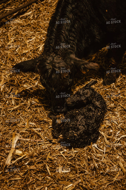 Newborn Calf and Cow 67586