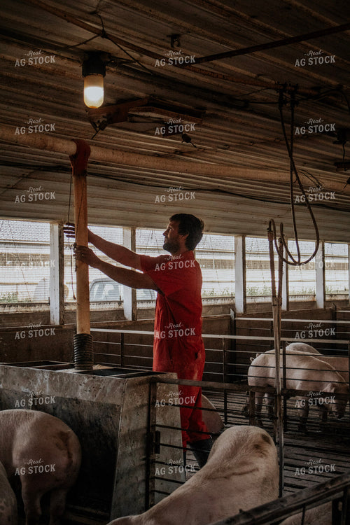Farmer in Hog Barn 289037