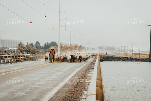 Sheep Farmer Helping Sheep Cross Road 83099