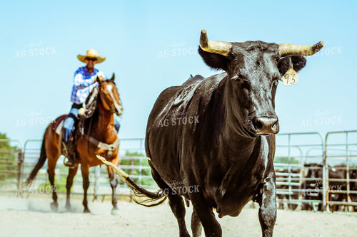 Steer and Rancher on Horseback 58016