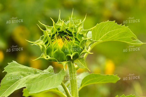 Sunflower Field 291135