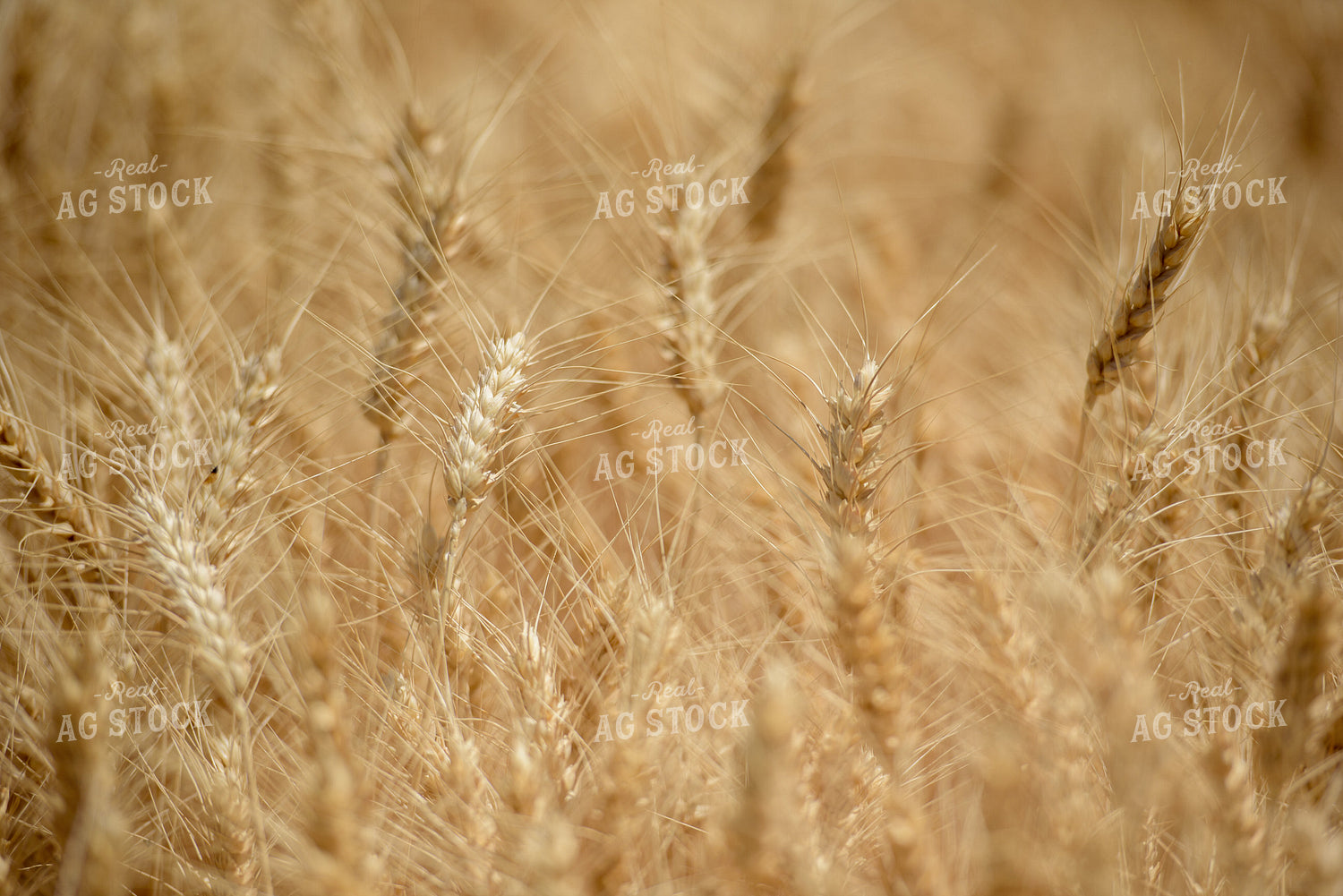 Dry Wheat Close Up 57014