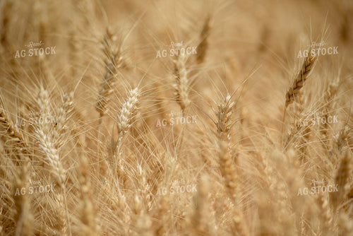 Dry Wheat Close Up 57014