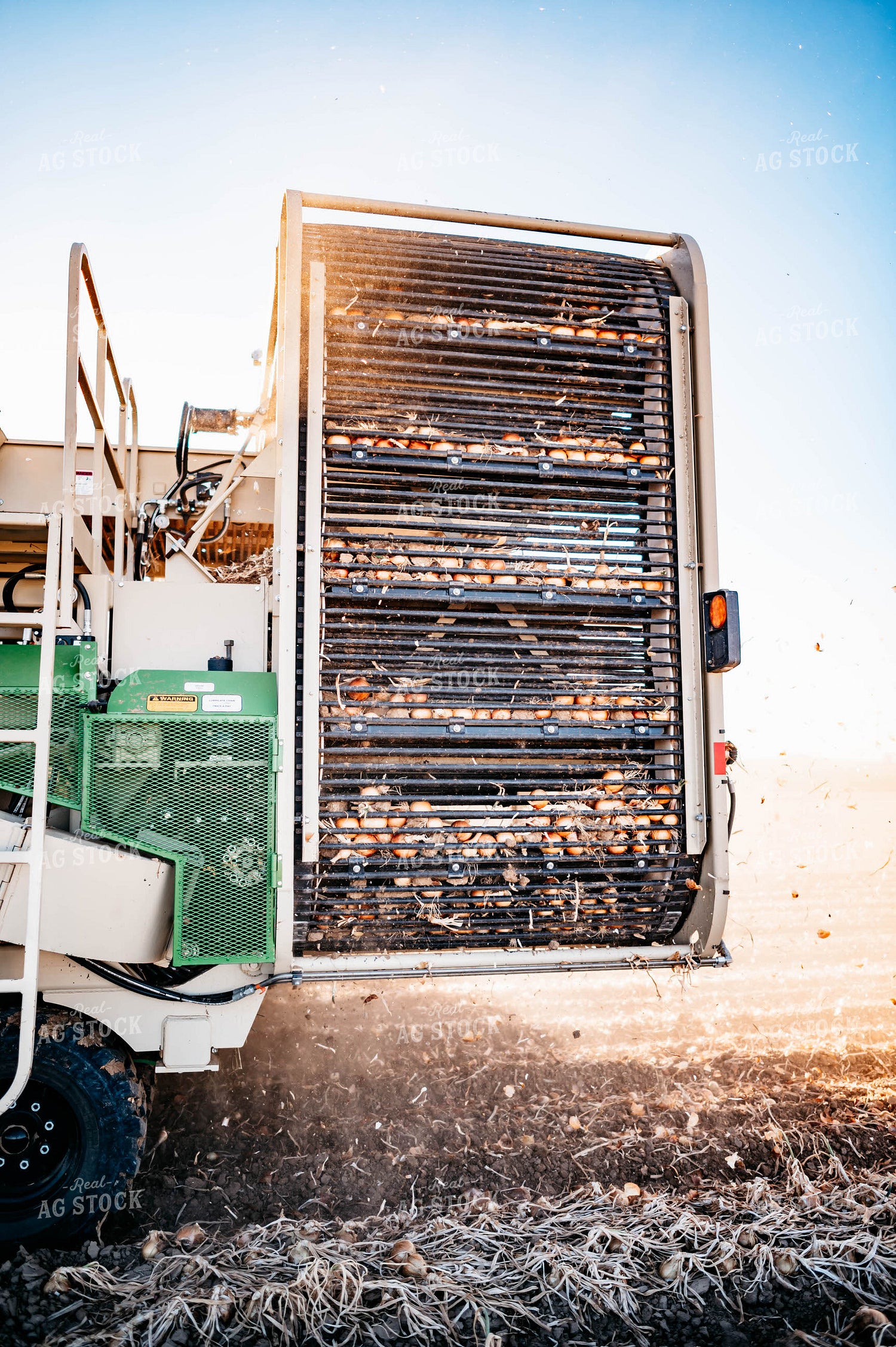 Onion Harvest 56729