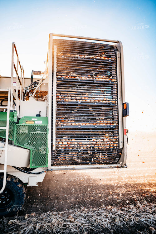 Onion Harvest 56729