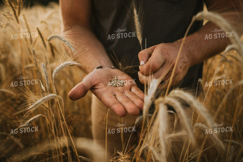 Farmer in Rye Field 5990