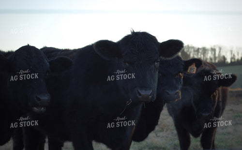 Black Angus Cattle 251111