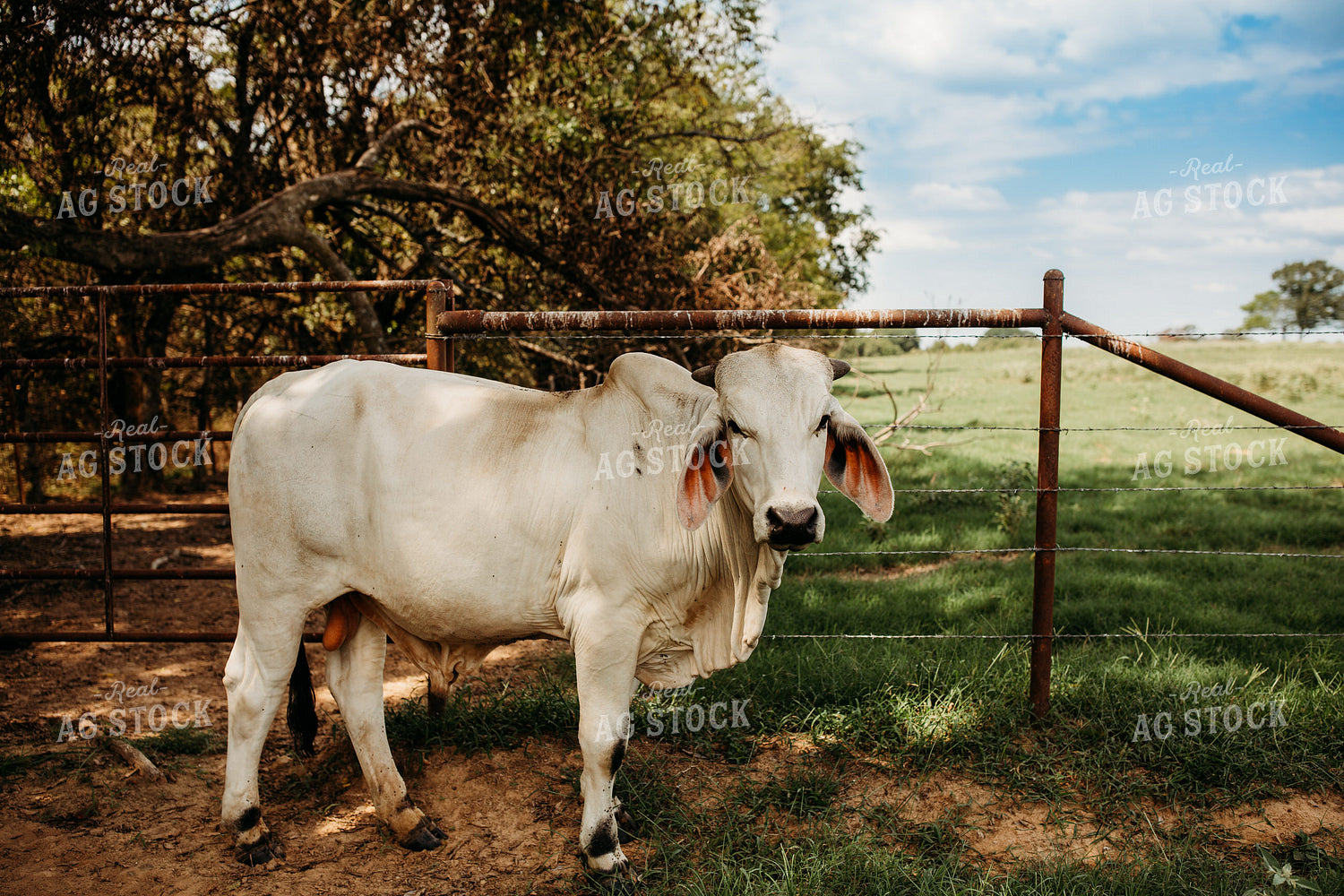 Brahman Cattle 203042