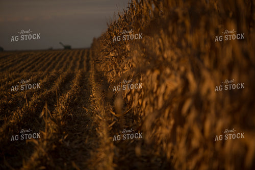 Corn - Dry 1318