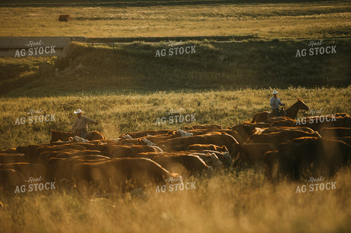 Rancher and Cattle in Pasture 6410