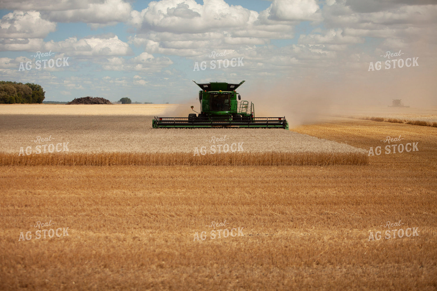 Wheat 2146