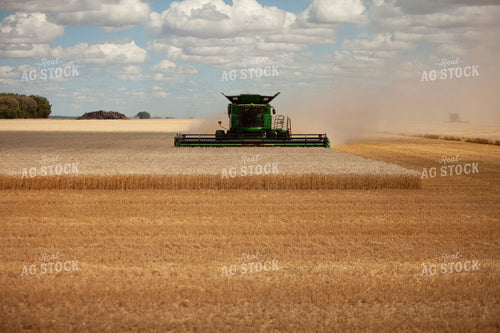 Wheat 2146