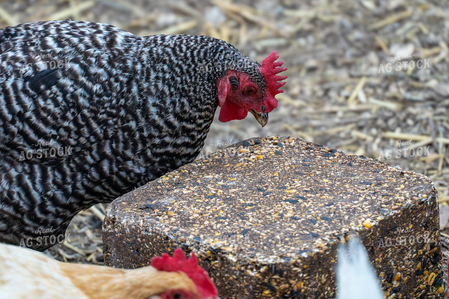 Chickens with Supplement Block 65583