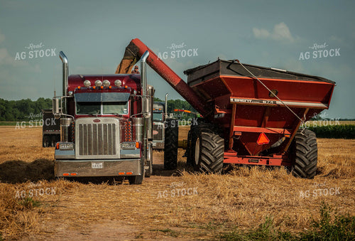 Auger Wagon Dumping Wheat into Semi 59003