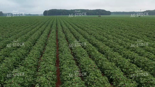 Aerial of Cotton Field in Bloom 79340