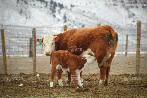 Hereford Cow and Calf Pair 78089