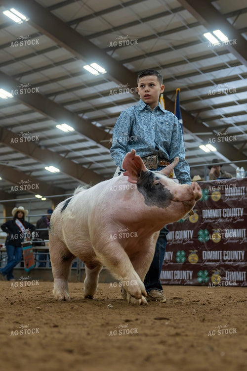 Showing Pigs 98068